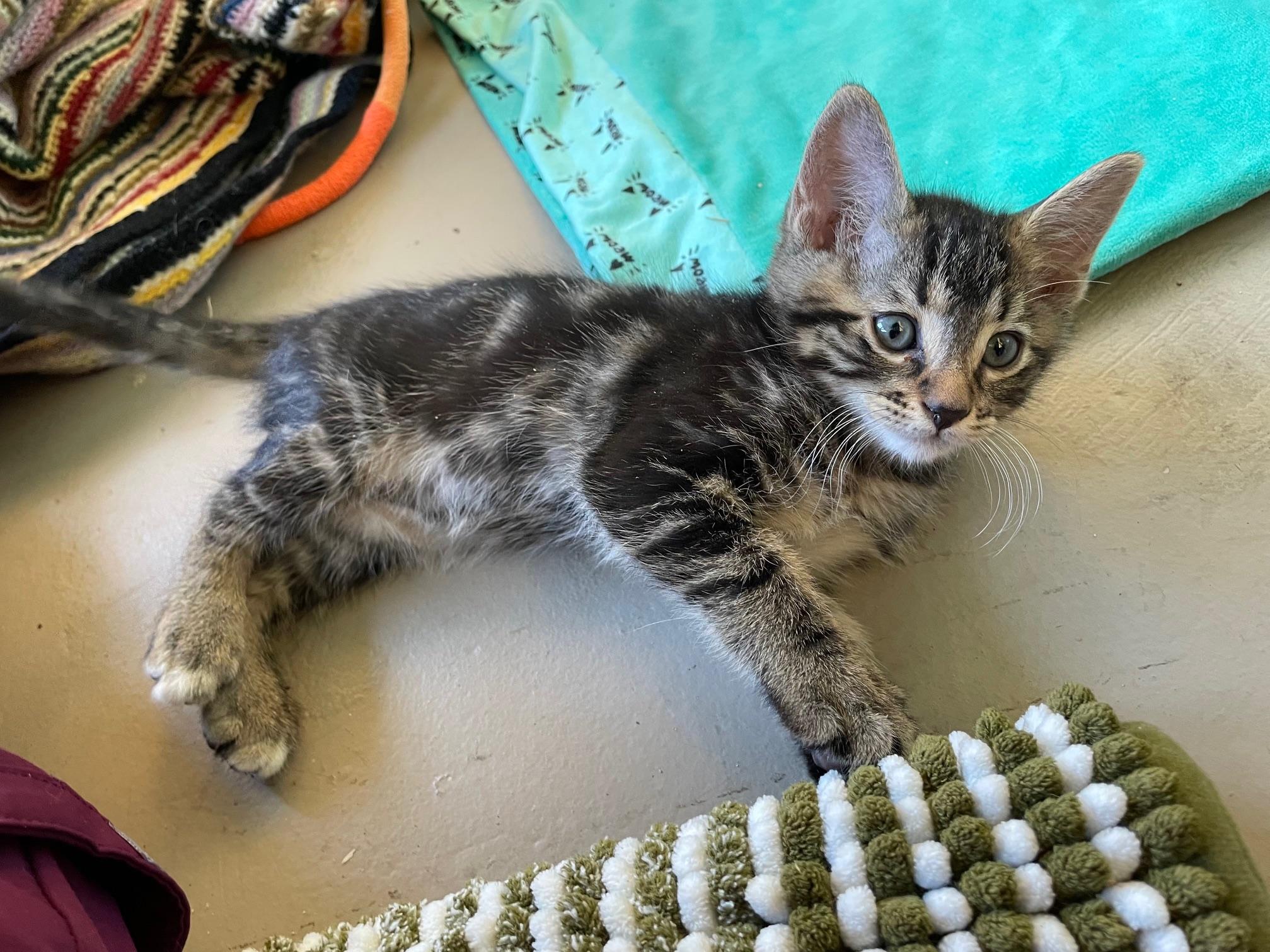 Enlarge Max, an adopted Domestic Short Hair in Chandler, AZ image 2/2
