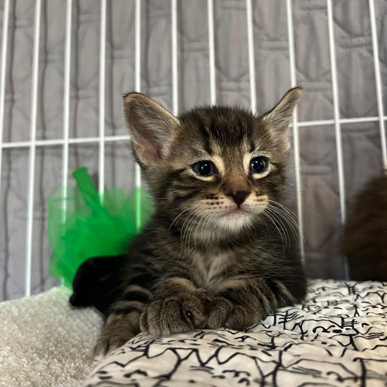 Enlarge Max, an adopted Domestic Short Hair in Chandler, AZ image 1/2