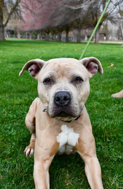 Enlarge Luisa, a Adoptable mixed breed in Yakima, WA image 1/3