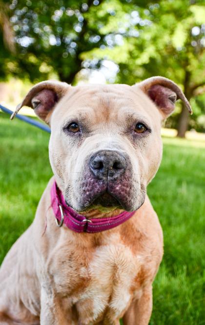 Luisa, Adoptable, Adult Female Pit Bull Terrier & American Staffordshire Terrier.