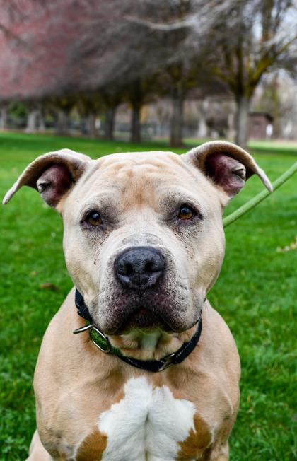 Enlarge Luisa, a Adoptable mixed breed in Yakima, WA image 2/3