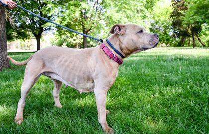 Enlarge Luisa, a Adoptable mixed breed in Yakima, WA image 2/3