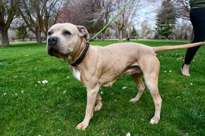 Enlarge Luisa, a Adoptable mixed breed in Yakima, WA image 3/3