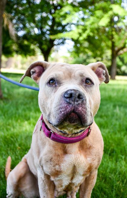 Enlarge Luisa, a Adoptable mixed breed in Yakima, WA image 3/3
