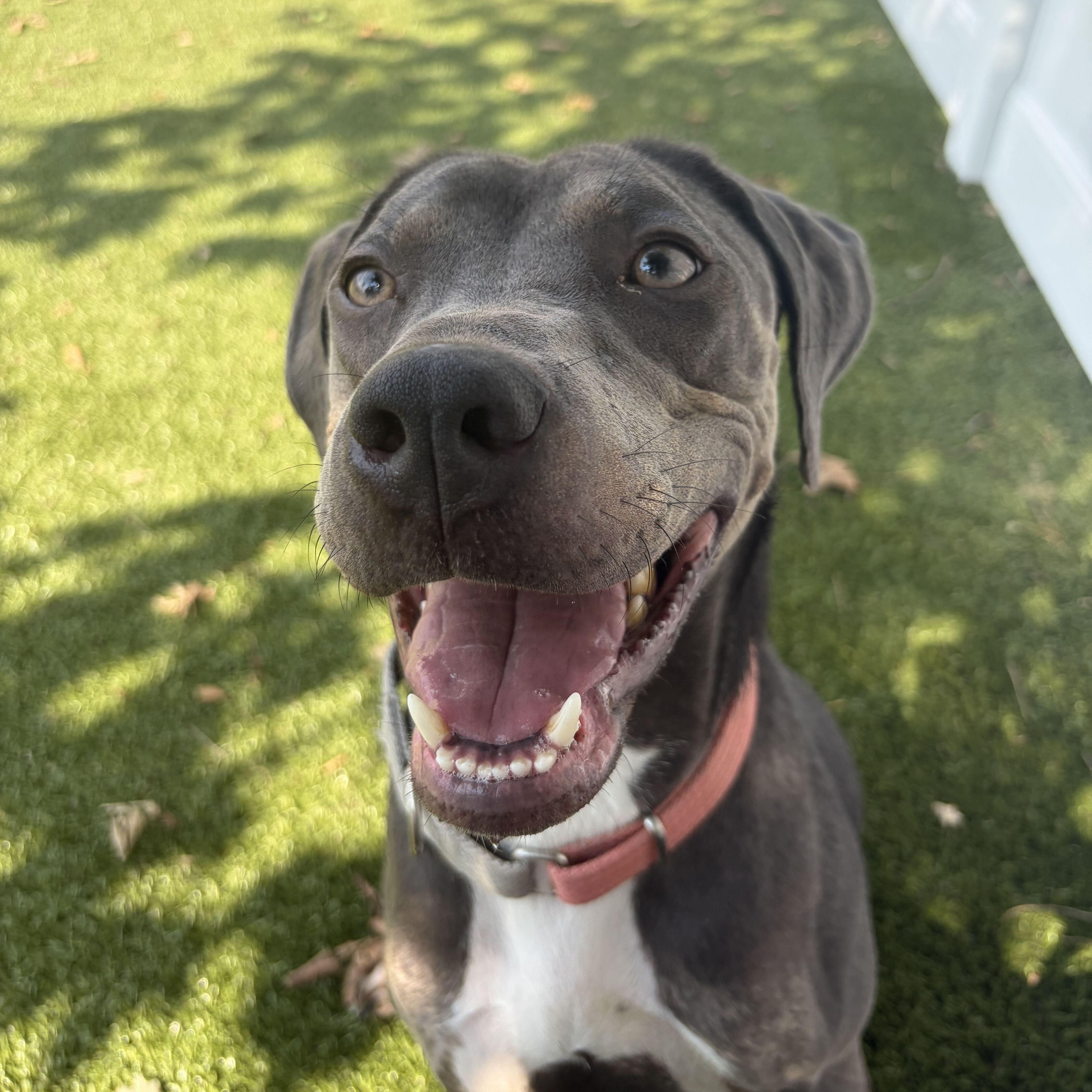 Enlarge Sharpay, a Adoptable Mixed Breed in New Bedford, MA image 4/4