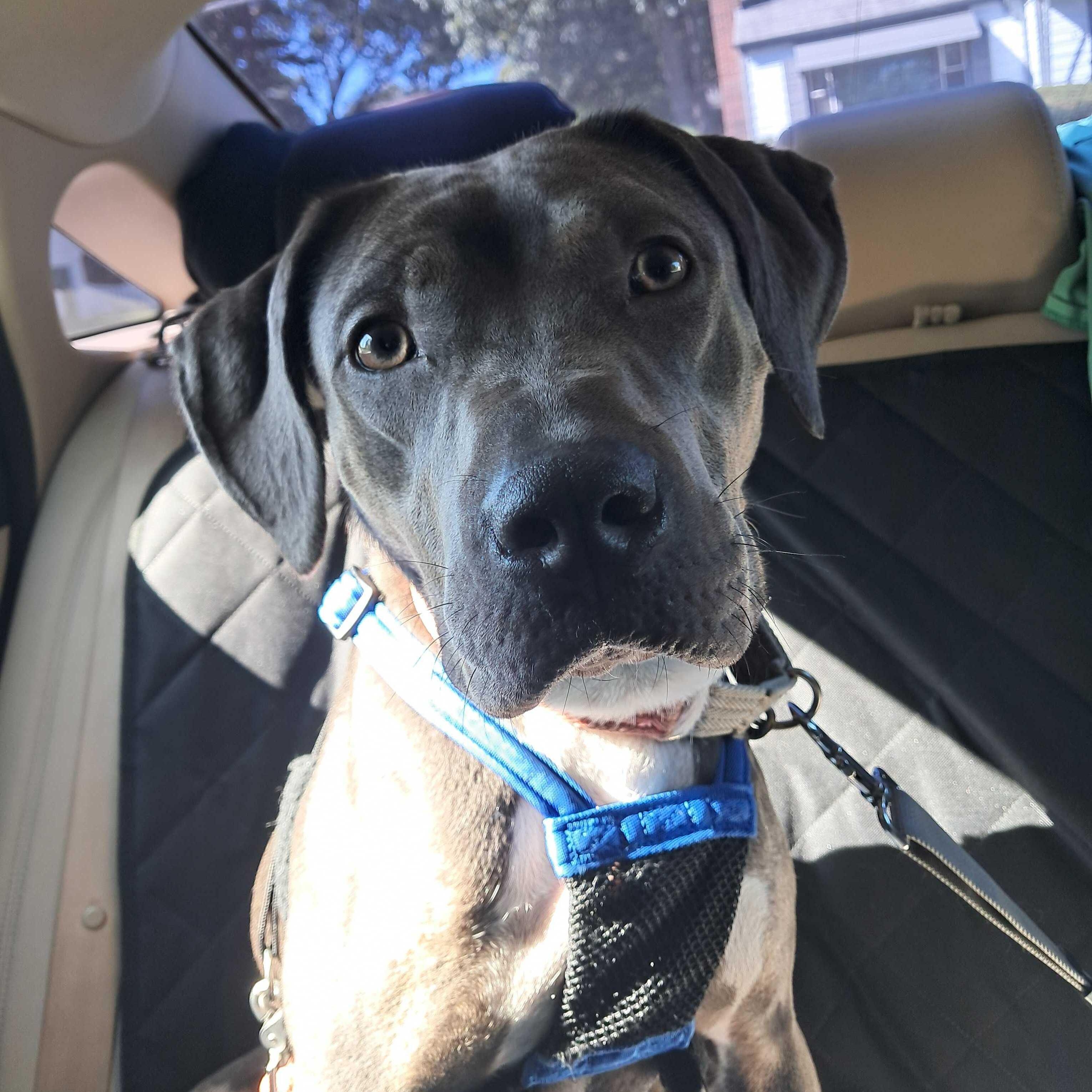 Enlarge Sharpay, a Adoptable Mixed Breed in New Bedford, MA image 2/4