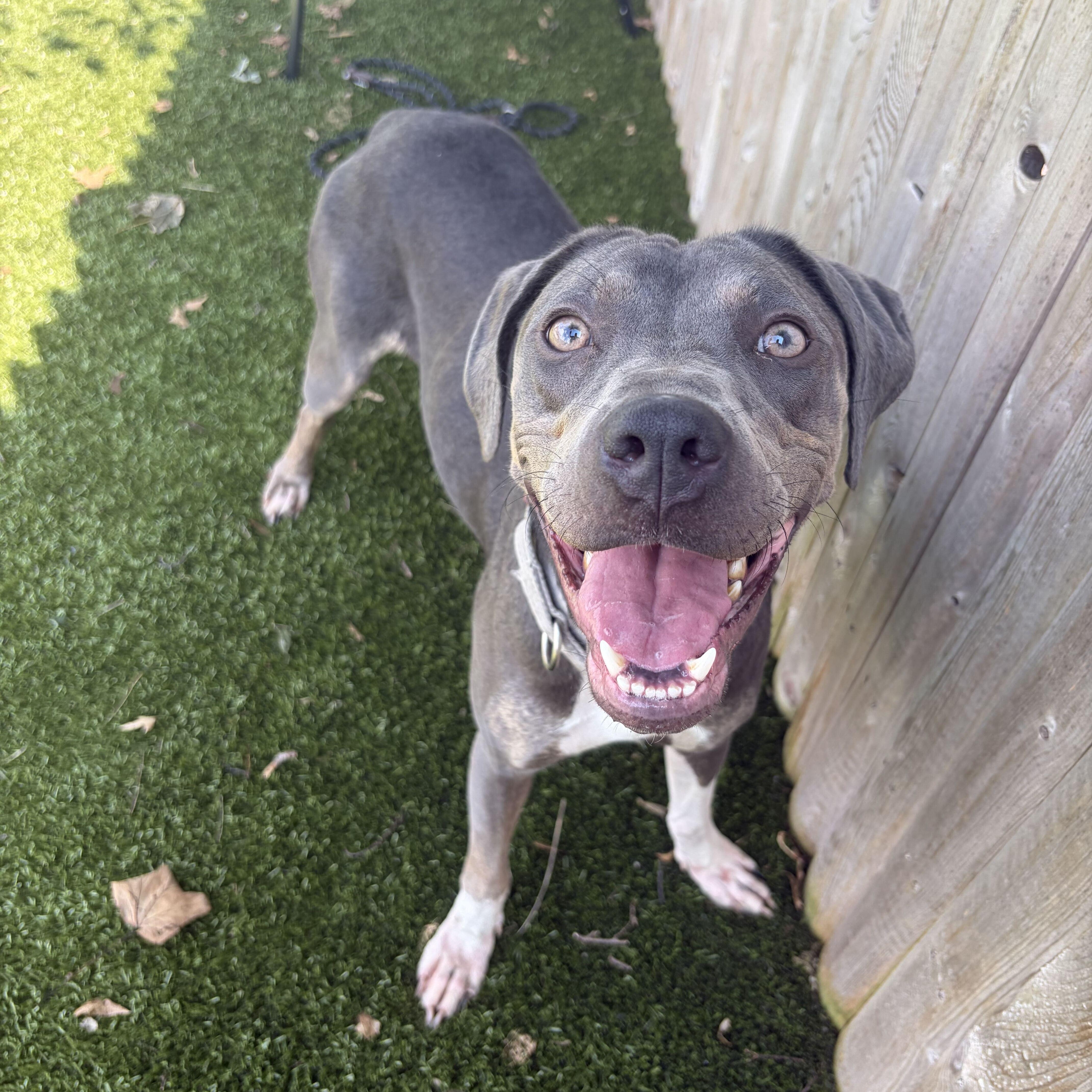 Sharpay, Adoptable, Young Female Mixed Breed.