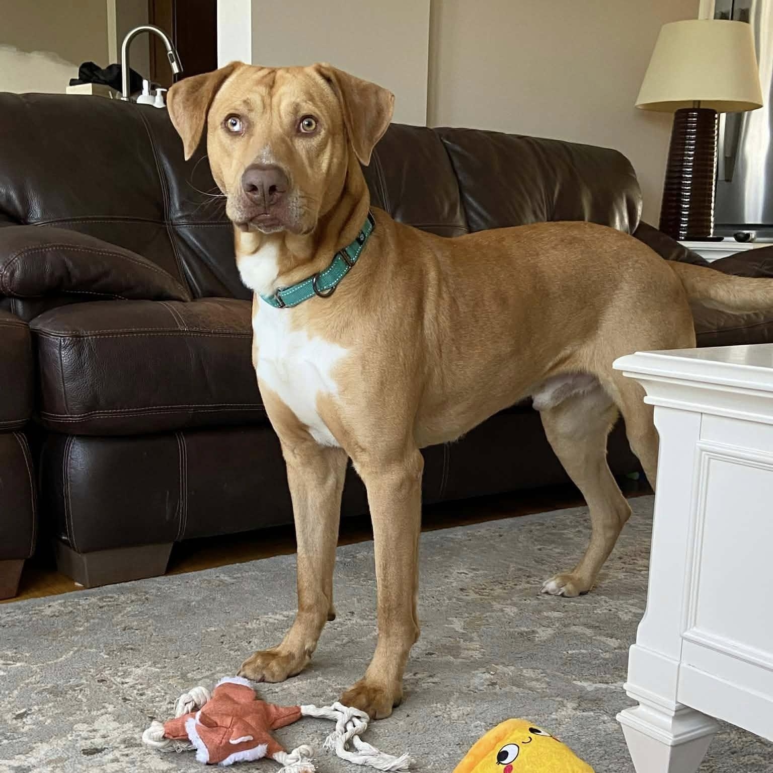 Enlarge Wick, a ADOPTABLE mixed breed in Woodstock, ON image 3/5