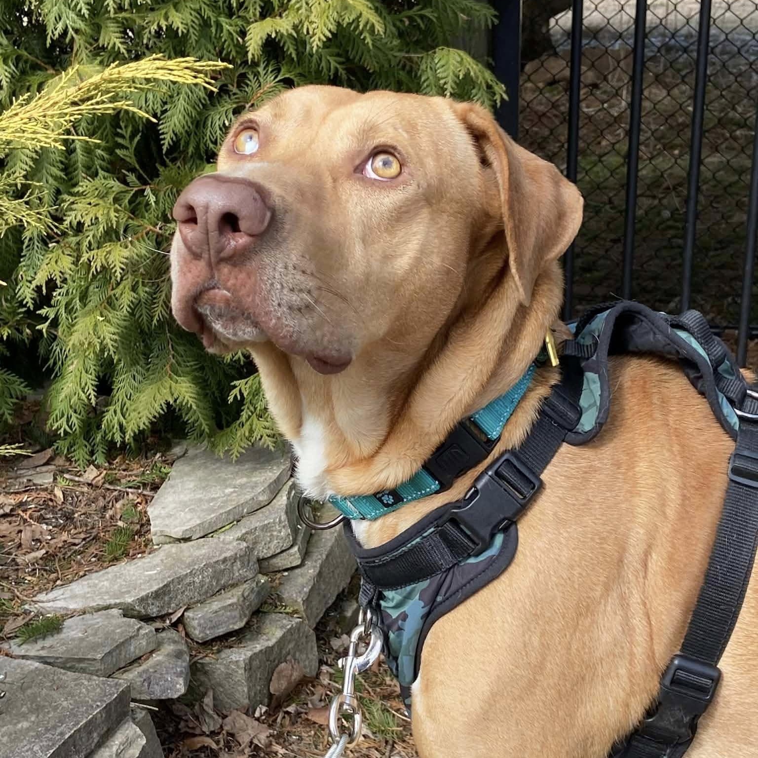 Enlarge Wick, a ADOPTABLE mixed breed in Woodstock, ON image 2/5