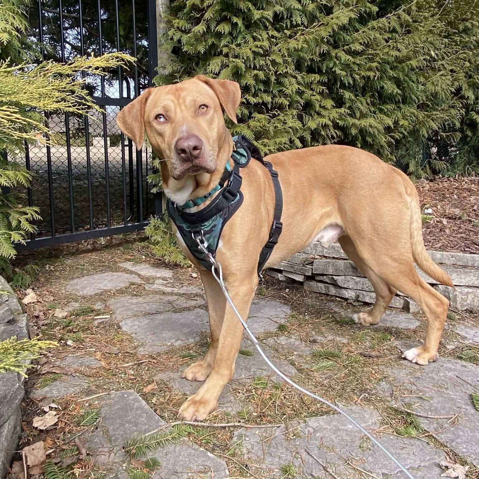 Enlarge Wick, a ADOPTABLE mixed breed in Woodstock, ON image 1/5