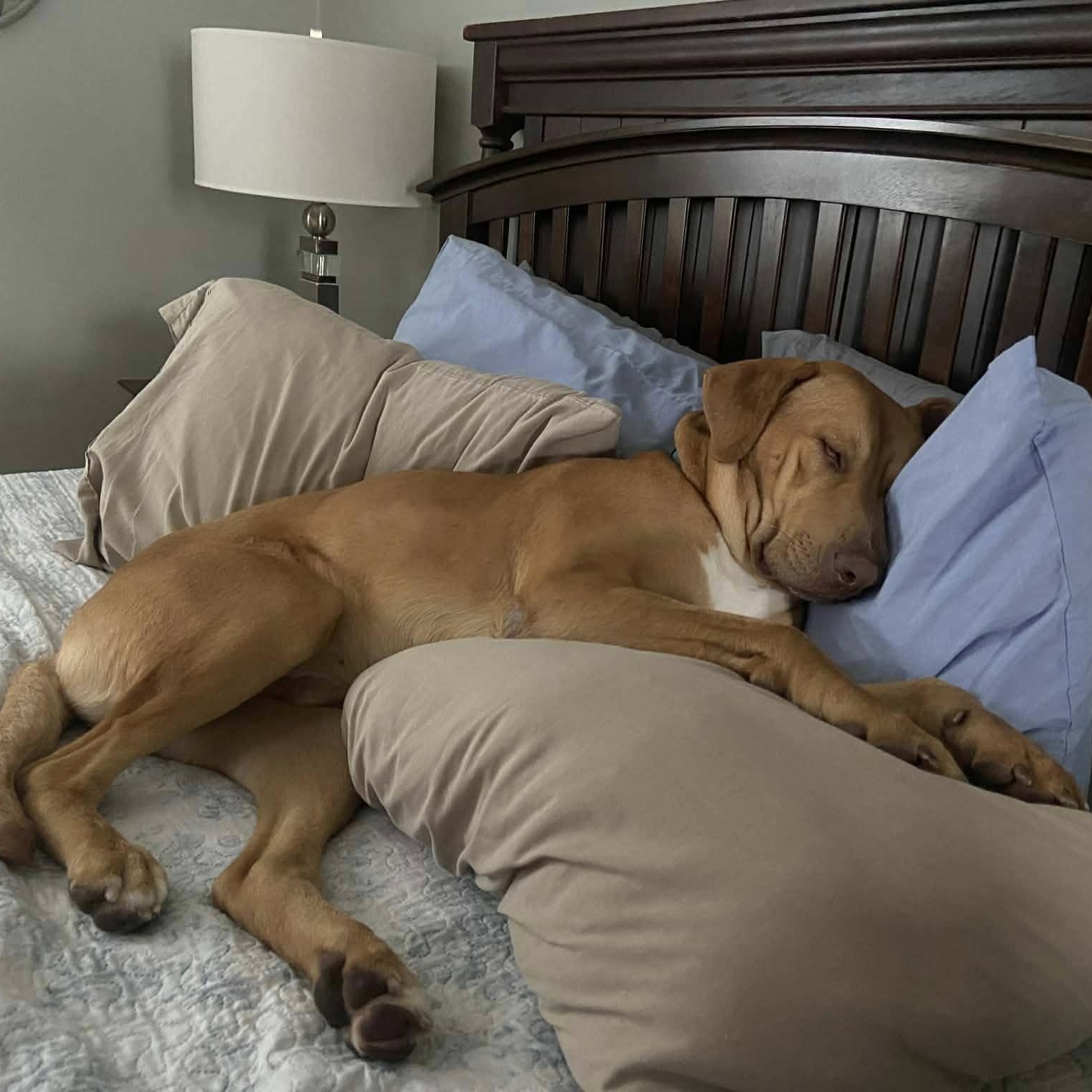 Enlarge Wick, a ADOPTABLE mixed breed in Woodstock, ON image 5/5