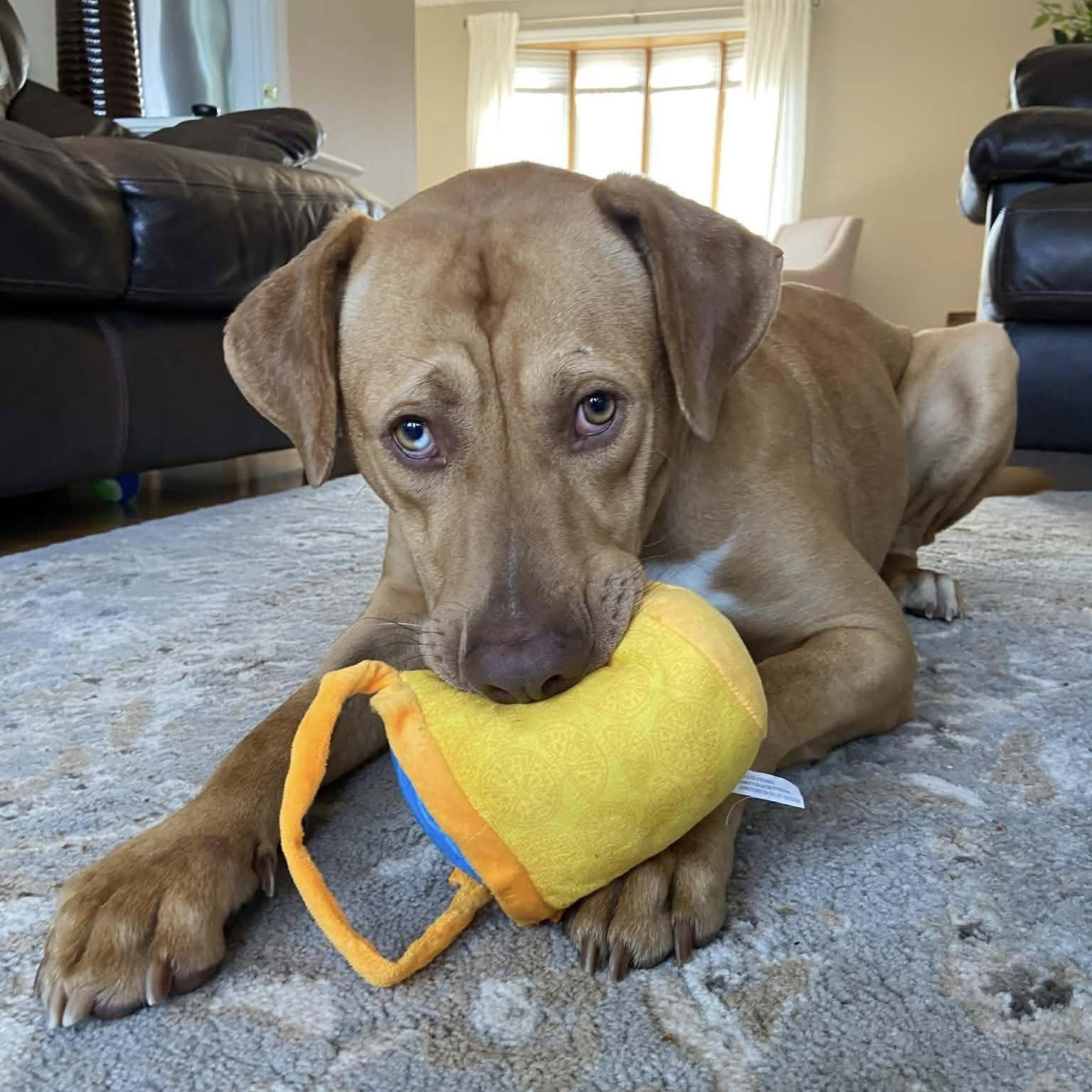 Enlarge Wick, a ADOPTABLE mixed breed in Woodstock, ON image 4/5