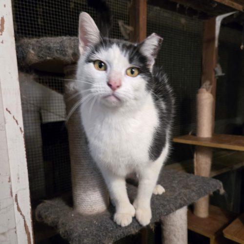 Enlarge Martinez, a Adoptable mixed breed in Knoxville, TN image 1/5