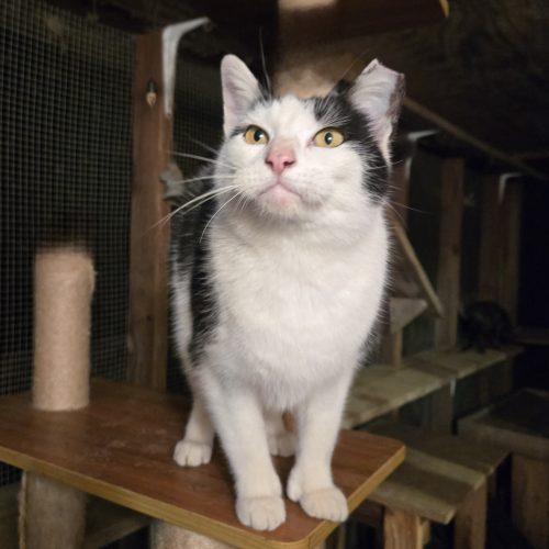 Enlarge Martinez, a Adoptable mixed breed in Knoxville, TN image 2/5