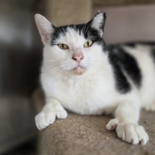 Enlarge Martinez, a Adoptable mixed breed in Knoxville, TN image 4/5