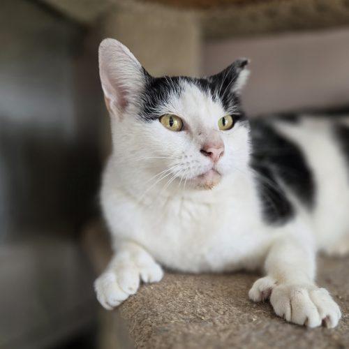 Enlarge Martinez, a Adoptable mixed breed in Knoxville, TN image 5/5