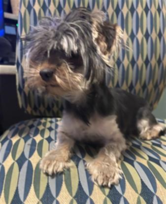 Enlarge Lucy A217508, an adopted mixed breed in Plano, TX image 1/1