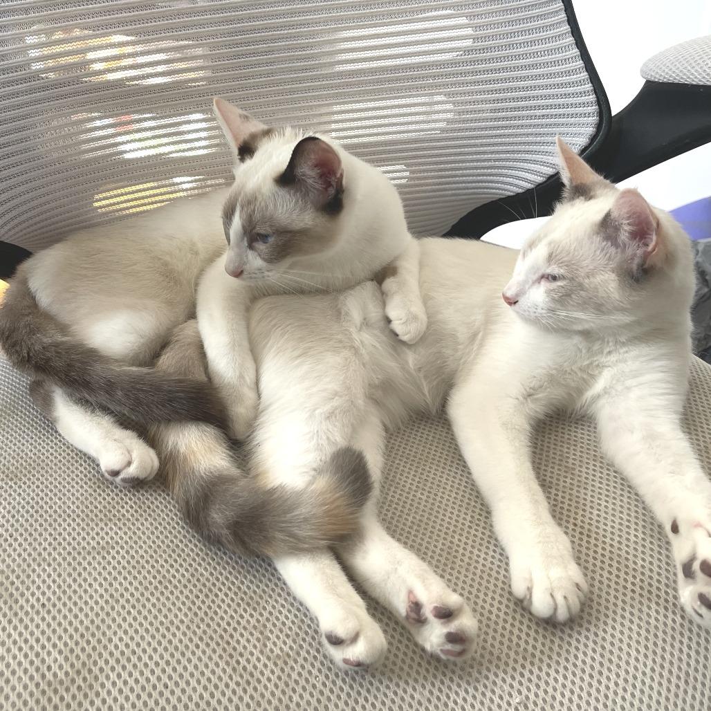 Yoshi, Adoptable, Young Female Siamese & Snowshoe.