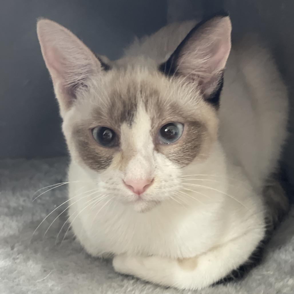 Enlarge Yoshi, a Adoptable mixed breed in Agoura Hills, CA image 2/6