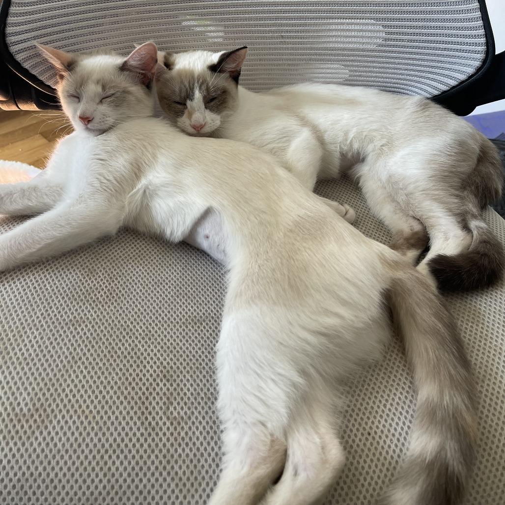 Enlarge Yoshi, a Adoptable mixed breed in Agoura Hills, CA image 3/6