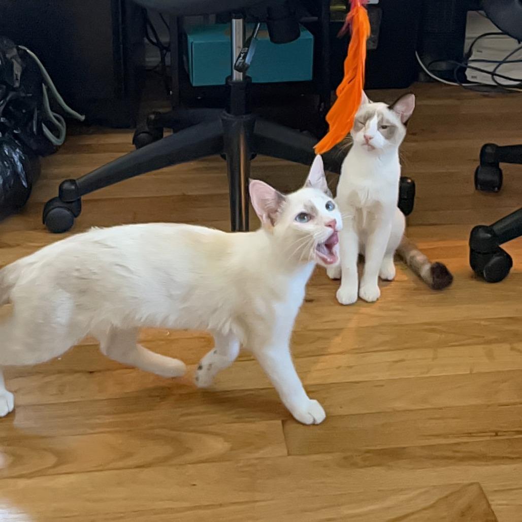 Enlarge Yoshi, a Adoptable mixed breed in Agoura Hills, CA image 5/6