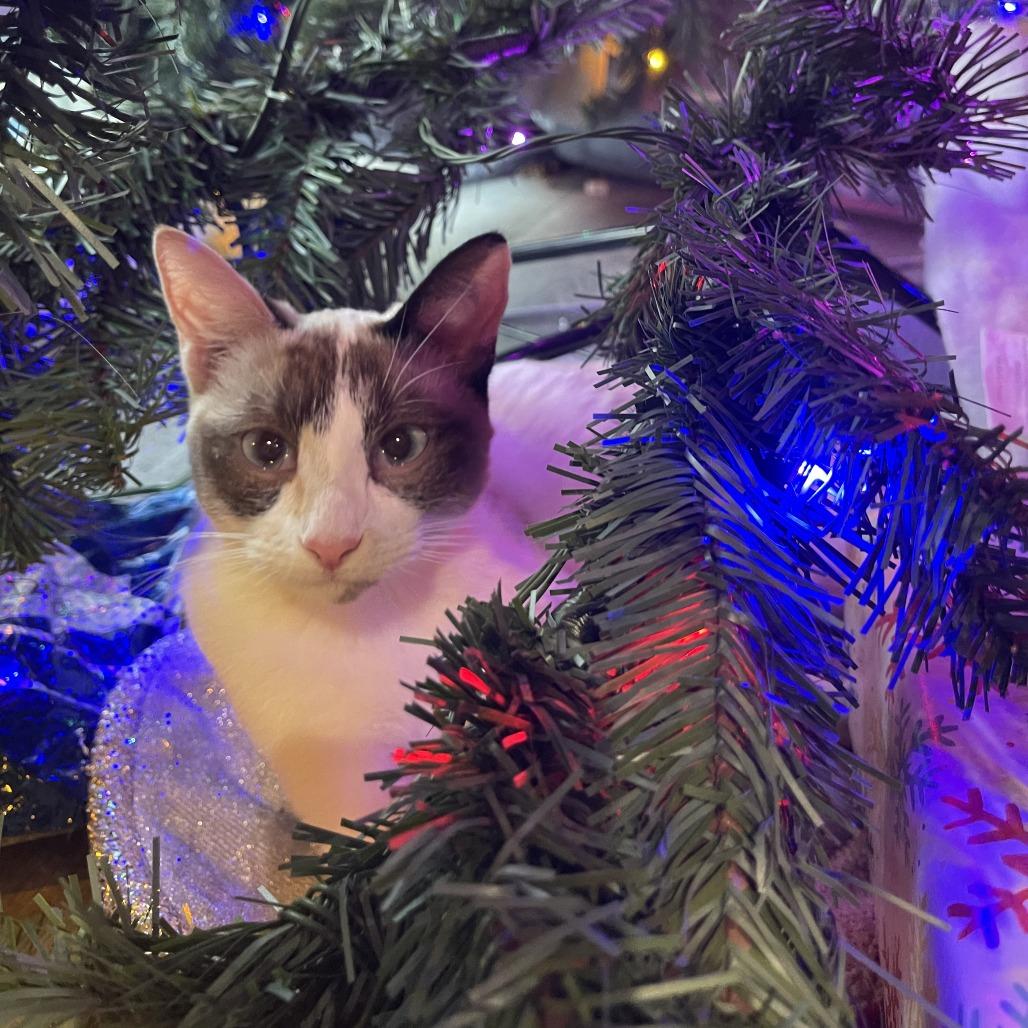 Enlarge Yoshi, a Adoptable mixed breed in Agoura Hills, CA image 6/6