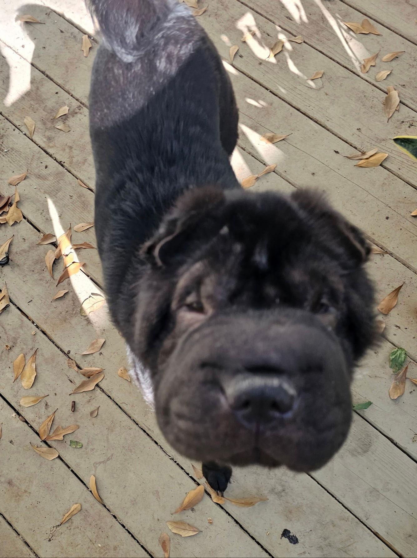 Clover, Adoptable, Adult Female Shar-Pei.