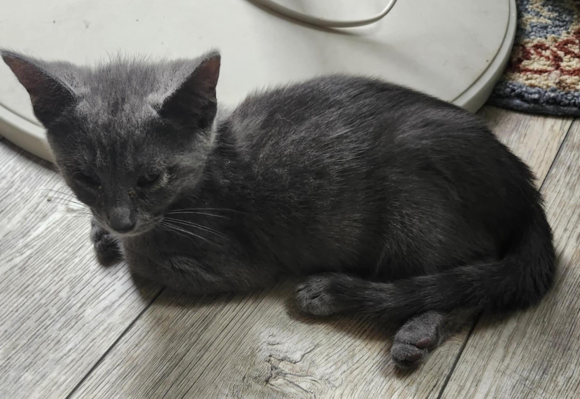 Enlarge Shadow, a Adoptable Domestic Short Hair in Beckley, WV image 3/3