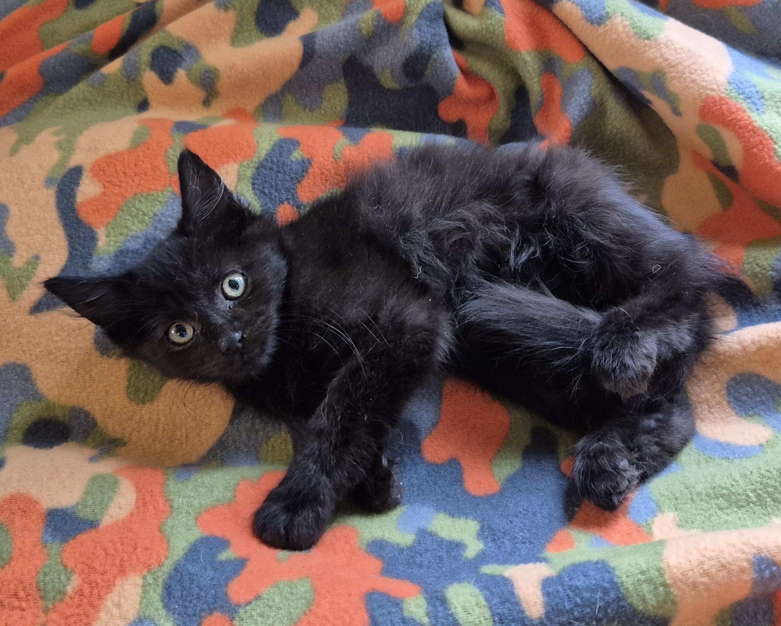 Enlarge SWEET SAVOY, a Adopted Domestic Medium Hair in Highland Park, NJ image 1/1