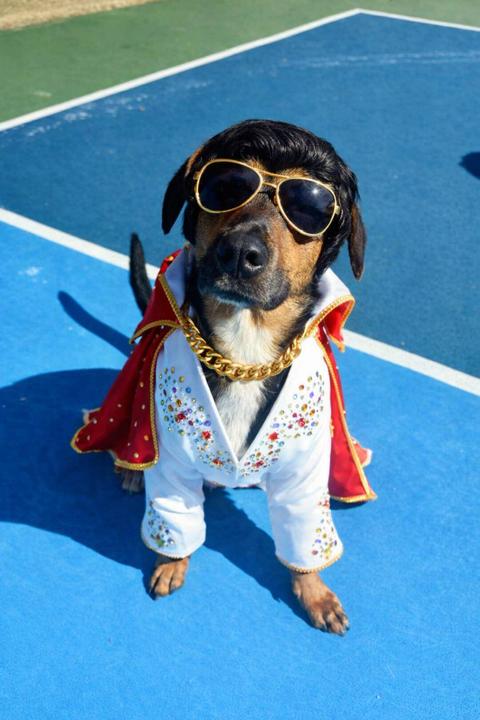 Enlarge Elvis, an adopted mixed breed in Austin , TX image 5/6