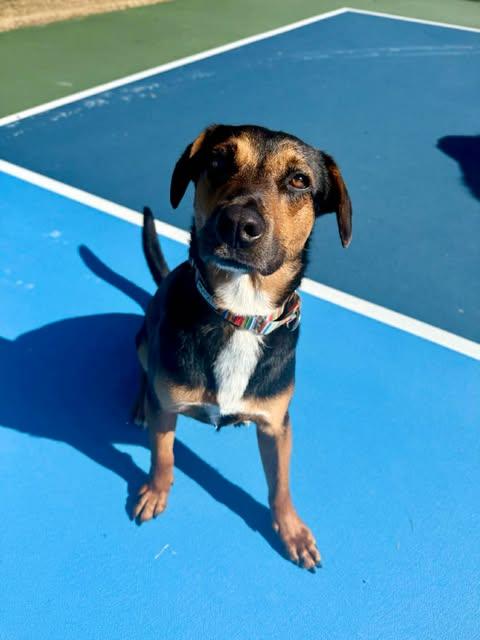 Enlarge Elvis, an adopted mixed breed in Austin , TX image 3/6