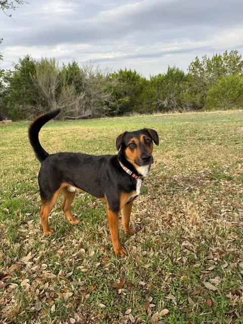 Enlarge Elvis, an adopted mixed breed in Austin , TX image 4/6
