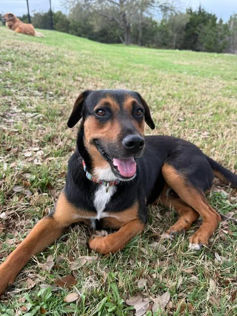 Elvis, adopted, Young Male Hound & Beagle.