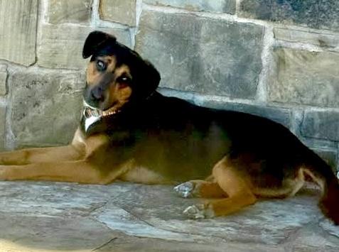 Enlarge Elvis, an adopted mixed breed in Austin , TX image 2/6