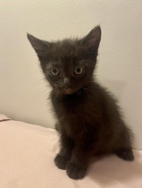 Enlarge CHERRY, a Adoptable Domestic Short Hair in Colorado Springs, CO image 1/1