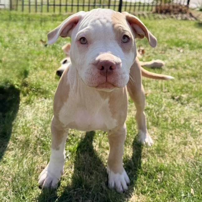 Enlarge Cadbury, an adopted mixed breed in Racine, WI image 2/3