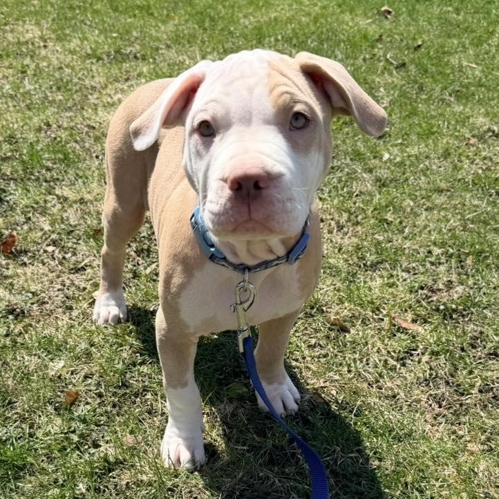 Enlarge Cadbury, an adopted mixed breed in Racine, WI image 3/3