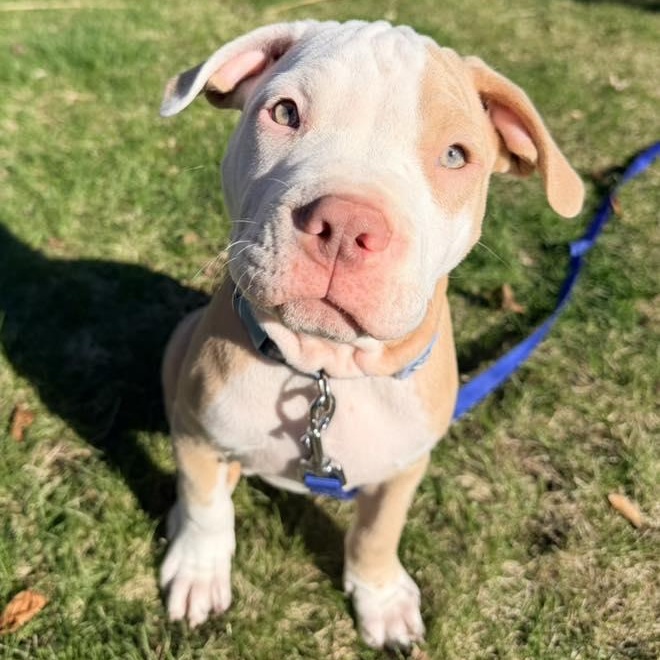 Cadbury, adopted, Young Male Pit Bull Terrier.