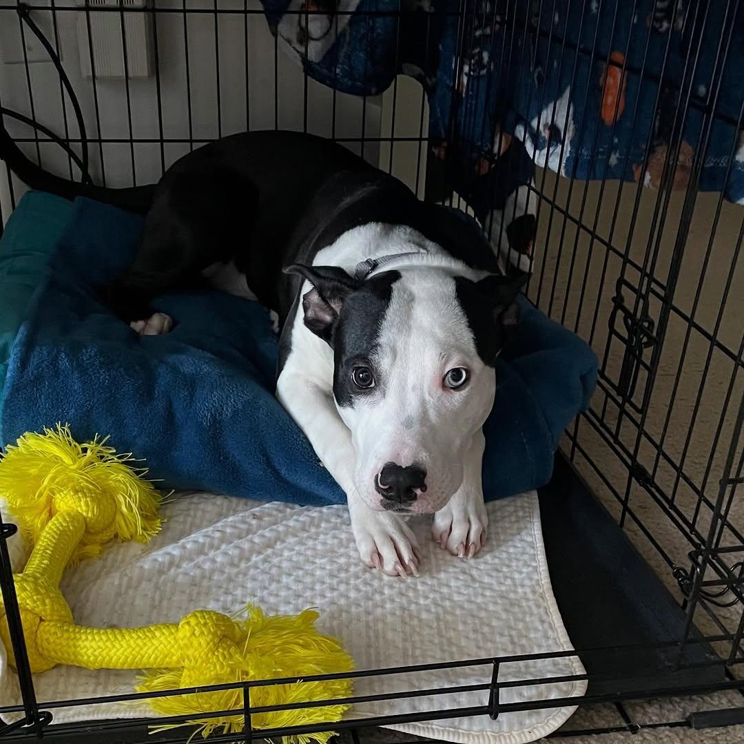 Enlarge Rocco, a Adoptable mixed breed in Detroit, MI image 3/6