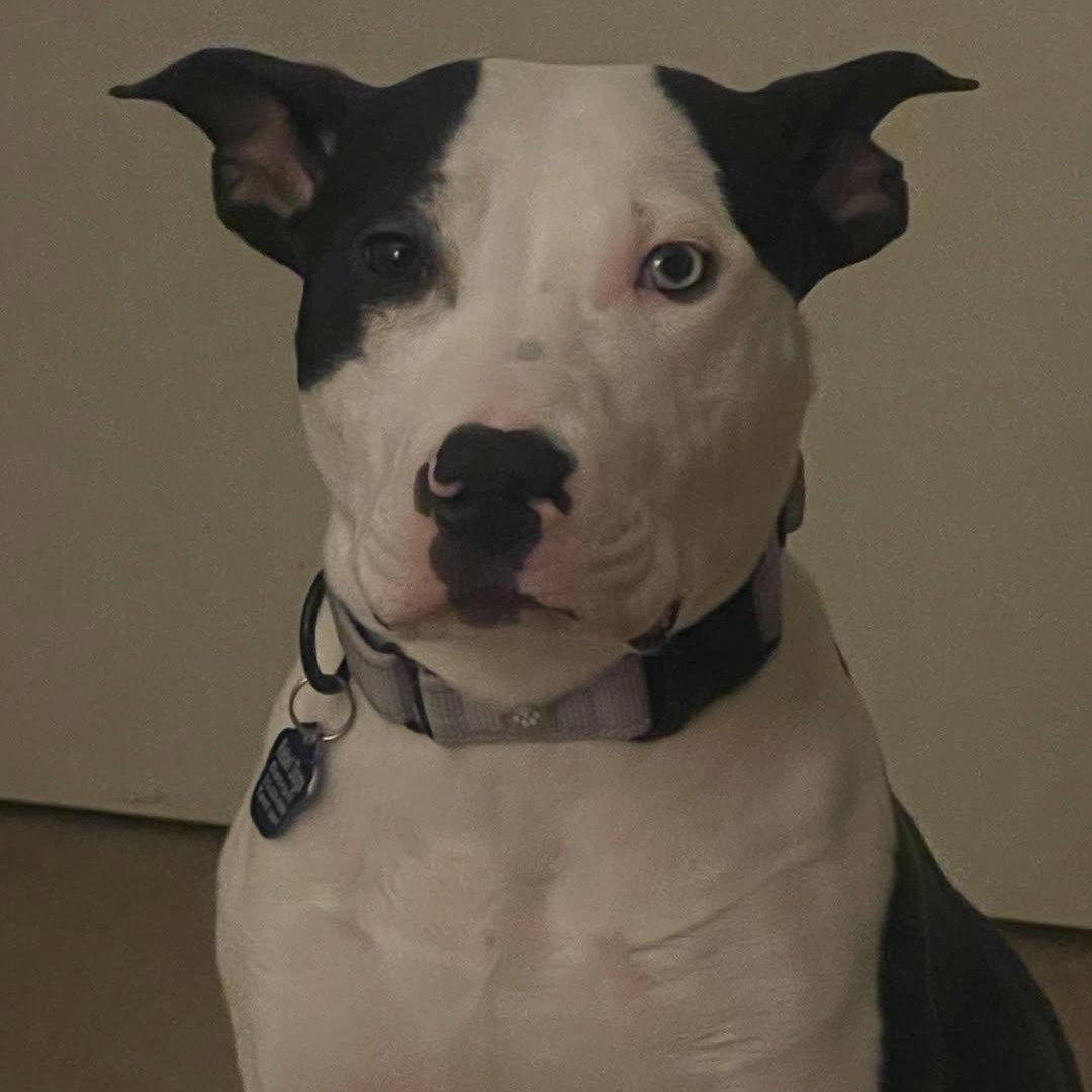 Enlarge Rocco, a Adoptable mixed breed in Detroit, MI image 2/6