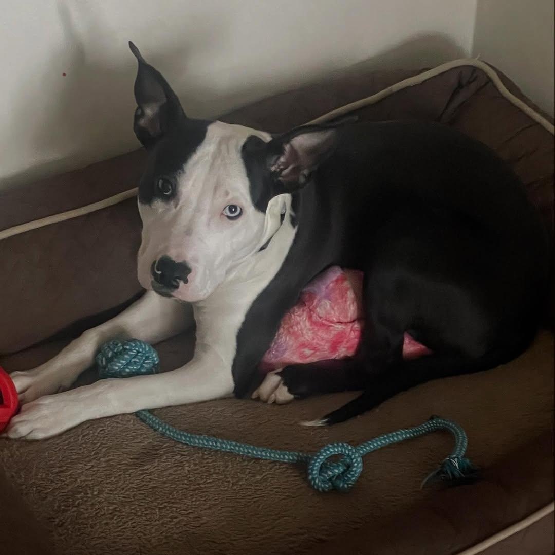 Enlarge Rocco, a Adoptable mixed breed in Detroit, MI image 6/6