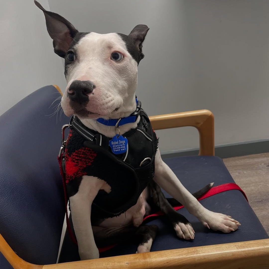 Enlarge Rocco, a Adoptable mixed breed in Detroit, MI image 1/6