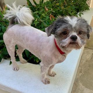 LILLI, Adoptable, Adult Female Shih Tzu.
