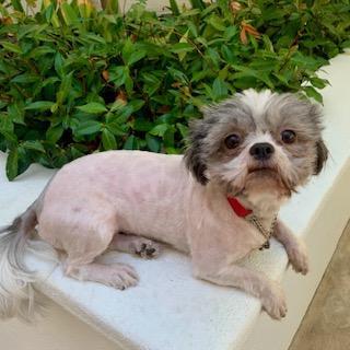 LILLI, a Adoptable Shih Tzu in Santa Monica, CA image 2/4