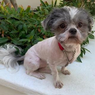 LILLI, a Adoptable Shih Tzu in Santa Monica, CA image 3/4