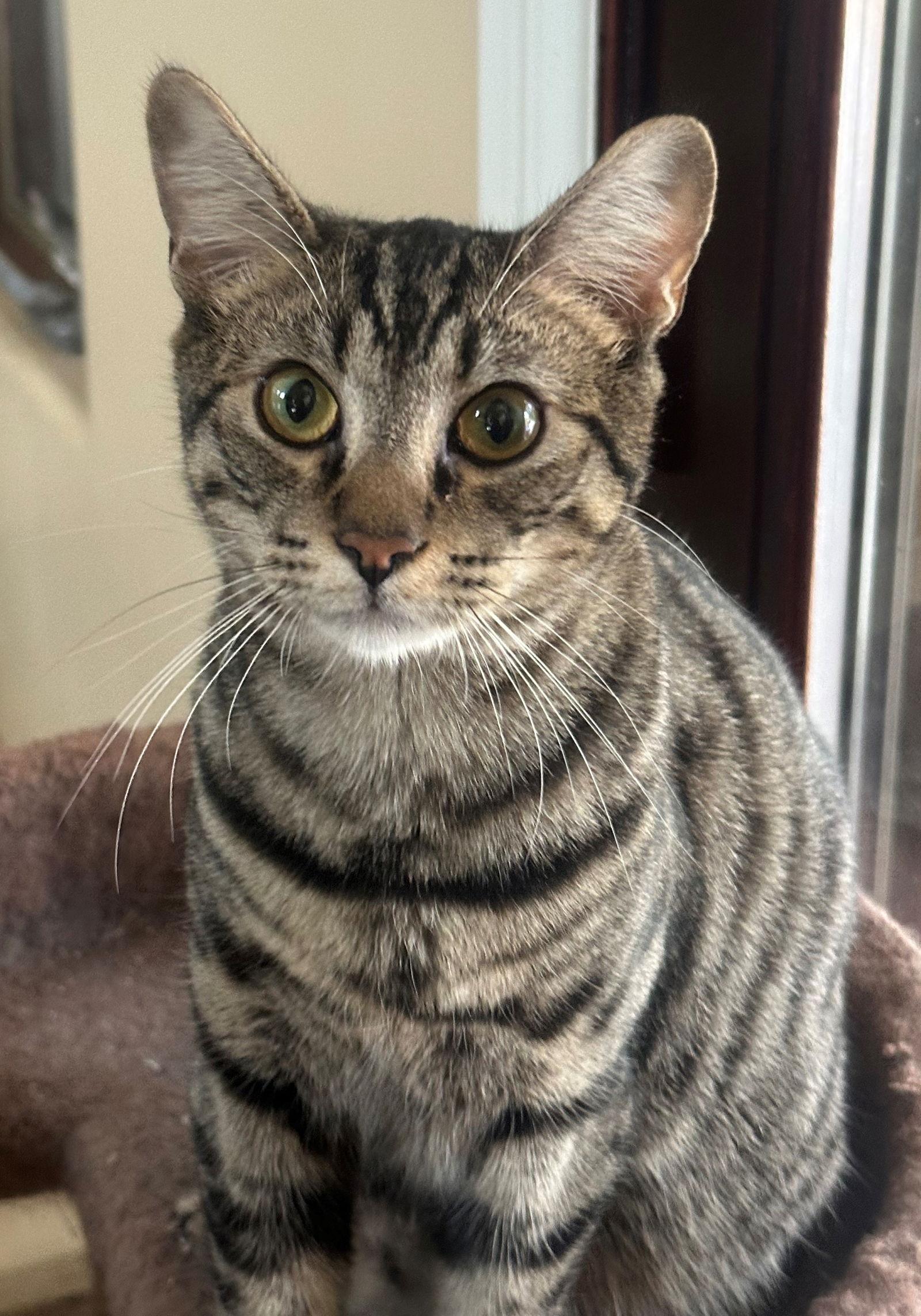 Enlarge Calcie, a Adopted mixed breed in Palo Alto, CA image 2/3