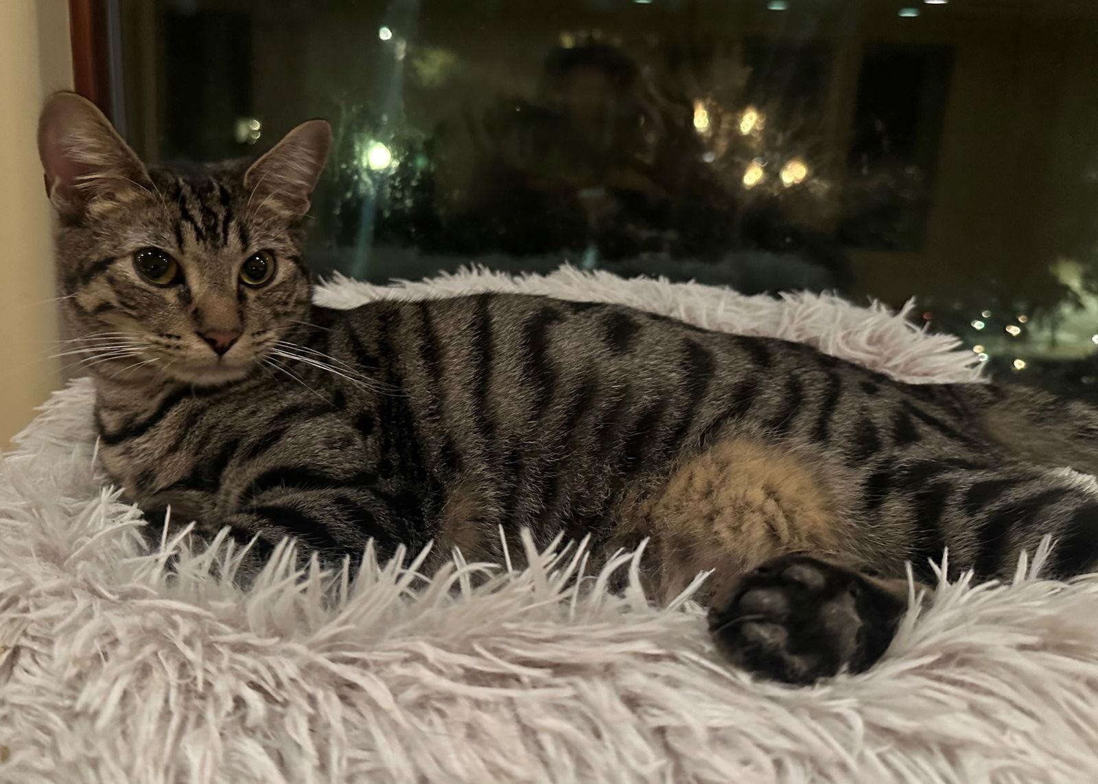 Enlarge Calcie, a Adopted mixed breed in Palo Alto, CA image 3/3