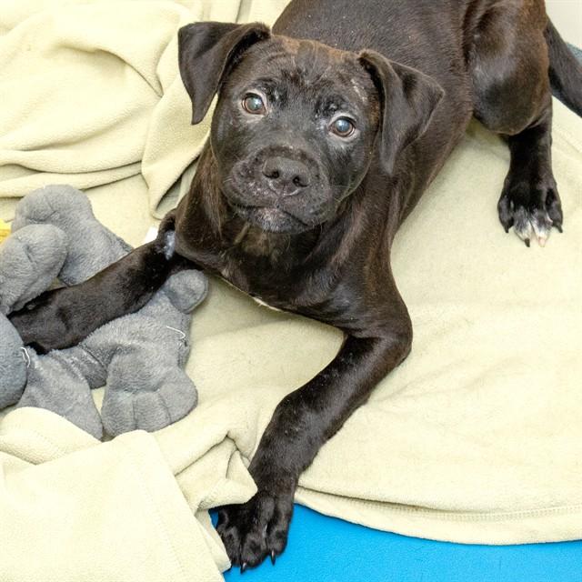 HARLEY, Adoptable, Puppy Male Labrador Retriever.