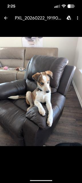 Ozzy, Adoptable, Puppy Male Australian Shepherd.