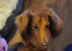Enlarge BOBBY LEN, an adopted Dachshund (Long Haired) in Georgetown, KY image 1/2